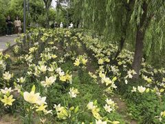 -杭州湾海上花田景区