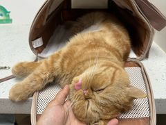 -纳吉亚猫专科动物诊疗中心(蒋宅口分院)