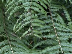 -海南热带雨林国家公园吊罗山景区