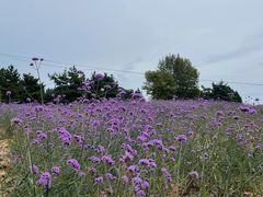 -羊亭河湿地公园