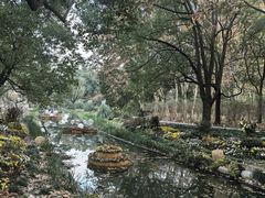 -上海共青森林公园