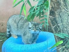 -青藏高原野生动物园