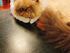 -猫小院猫主题咖啡厅(北锣店)