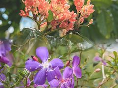 -天鹿湖森林公园