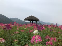-径山花海