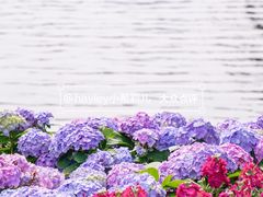 -荔湾湖公园