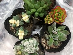 -大学城夜市大排档(凤栖路店)