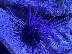 -暹罗海洋世界