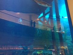 -迪拜水族馆及水下动物园