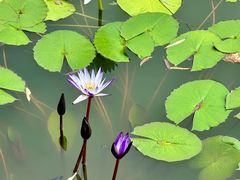 -国家植物园南园