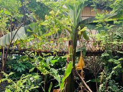 -呀路古热带植物园