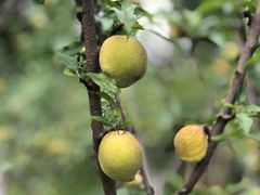 -上海市龙华烈士陵园