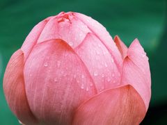 -荷塘月色湿地公园·向阳花洲