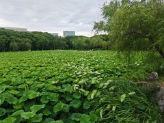 -高子水居
