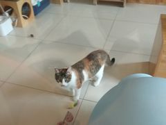 -纳吉亚猫专科动物医院博雅分院