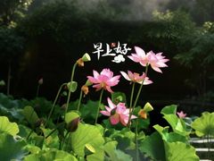 -碧露轩·大益茶体验馆(镇江路店)