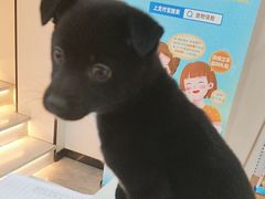 -贝康宠物医院·犬猫全科·小动物特色诊疗中心(东环路店)