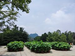 -南山植物园