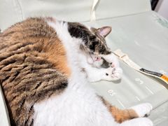 -苹果花园(金耀南路店)