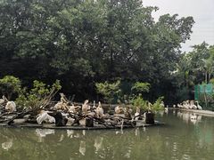 -广州长隆飞鸟乐园