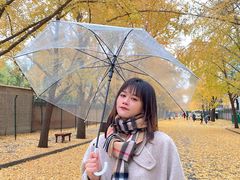 -三里屯东五街银杏大道