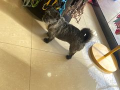 -小伙伴宠物医院•急重症转诊中心·老年专科·犬猫全科(北大街总院)