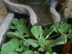 -老鼎万春卤菜(五代传承创始老店)