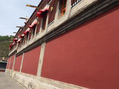 -塔尔寺-菩提树