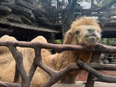 -长鹿旅游休博园