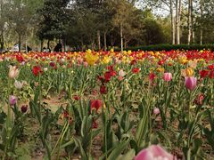 -郑州中国绿化博览园