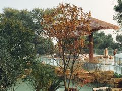 -铁山坪森林公园