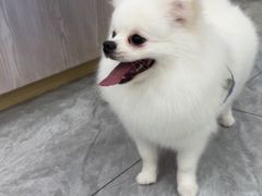 -芭比堂动物医院·24小时·眼科中心(深圳中心)