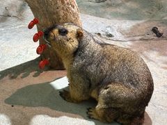 -正佳雨林生态植物园
