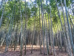 -西湖风景区十里琅珰-五云山