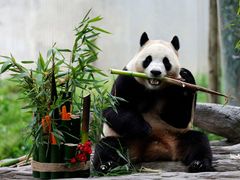 -卧龙中华大熊猫苑神树坪基地