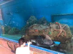 -广东惠东海龟国家级自然保护区