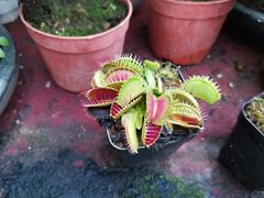 -金陵花卉交易市场