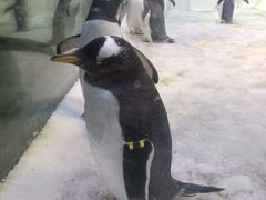 -芜湖新华联大白鲸海洋公园