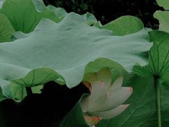 -四川大学(华西校区)