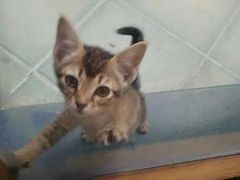 -喵屿·大理花园猫咖