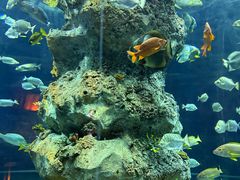-芜湖新华联大白鲸海洋公园