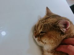 -飞行喵MR PILOT|猫舍·猫咖(静安大融城店)