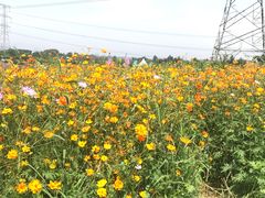 -紫颐香薰山谷景区