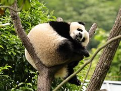 -卧龙中华大熊猫苑神树坪基地
