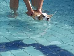 -趣玩宠物乐园寄养训犬训狗游泳池