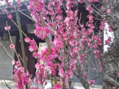 -苏州上方山国家森林公园