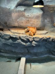 -Zoolung Zoolung动物主题公园(海信广场店)