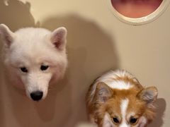 -和它·交个朋友·狗咖猫咖(爱琴海店)