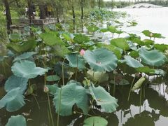 -飞来湖湿地公园