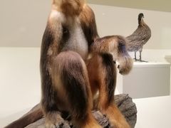 -四川大学博物馆